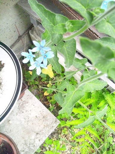 ���N���͎O���̓��I