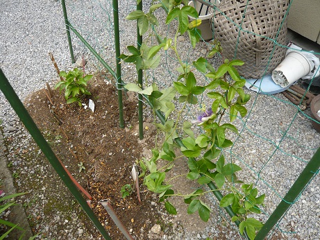 ���N���͎O���̓��I