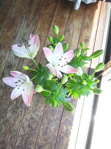 ���N���͎O���̓��I