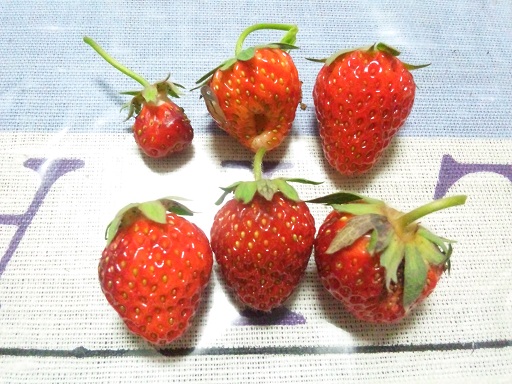 ���N���͎O���̓��I