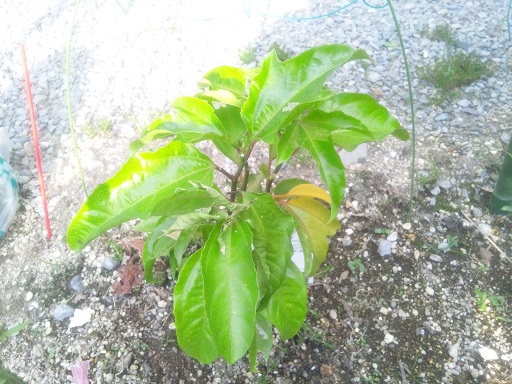 ���N���͎O���̓��I