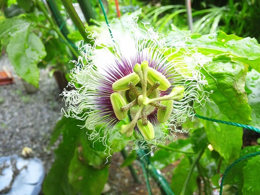 ���N���͎O���̓��I