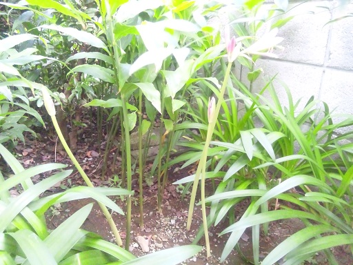 ���N���͎O���̓��I