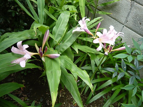 ���N���͎O���̓��I