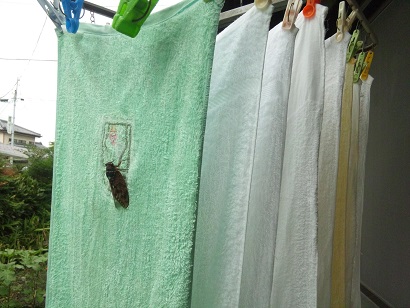 ���N���͎O���̓��I