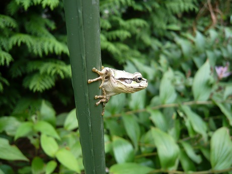 ���N���͎O���̓��I