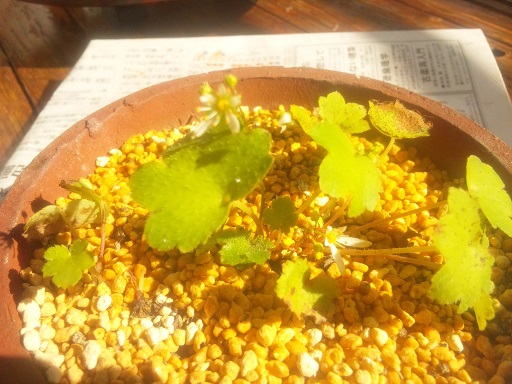 ���N���͎O���̓��I