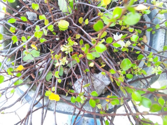 ���N���͎O���̓��I