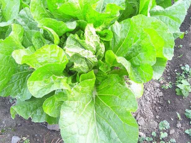 ���N���͎O���̓��I