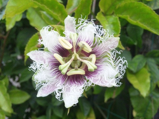 ���N���͎O���̓��I