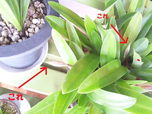 ���N���͎O���̓��I