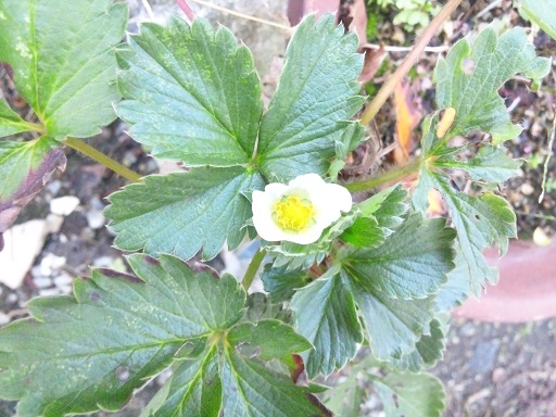 ���N���͎O���̓��I