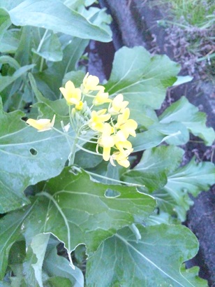 ���N���͎O���̓��I