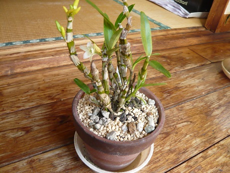 ���N���͎O���̓��I