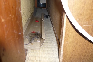 ���N���͎O���̓��I