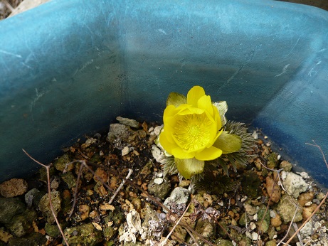 ���N���͎O���̓��I