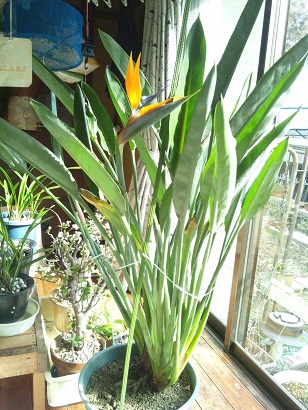 ���N���͎O���̓��I