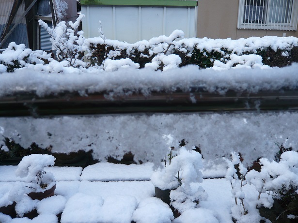 ���N���͎O���̓��I