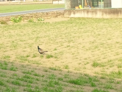 ���N���͎O���̓��I