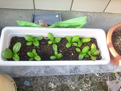 ���N���͎O���̓��I