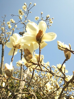 ���N���͎O���̓��I