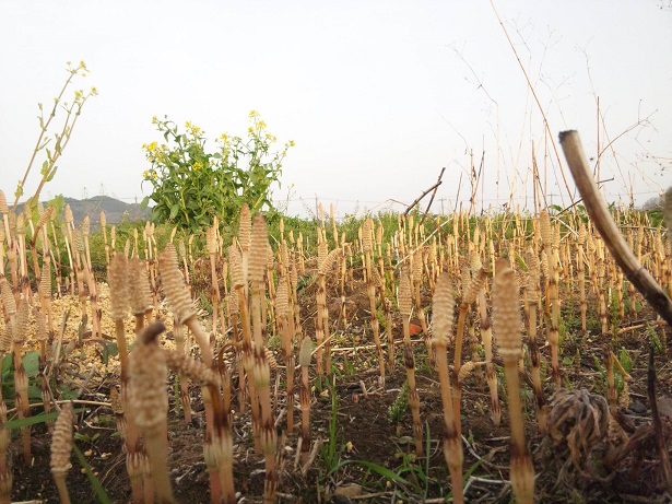 ���N���͎O���̓��I