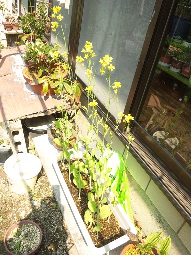 ���N���͎O���̓��I