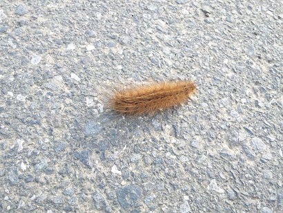 ���N���͎O���̓��I