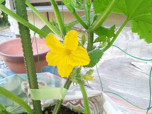 ���N���͎O���̓��I