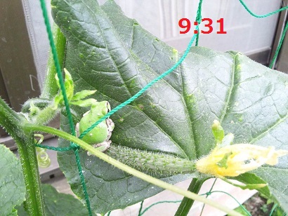 ���N���͎O���̓��I