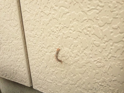 ���N���͎O���̓��I