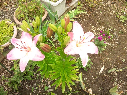 ���N���͎O���̓��I