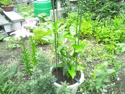 ���N���͎O���̓��I