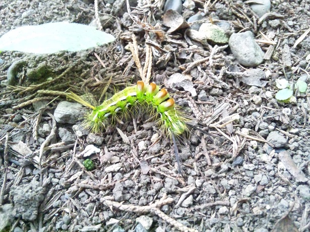 ���N���͎O���̓��I