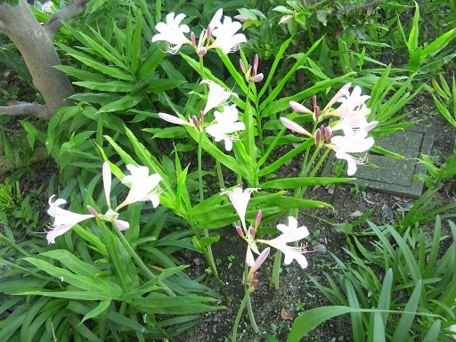 ���N���͎O���̓��I