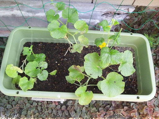 ���N���͎O���̓��I