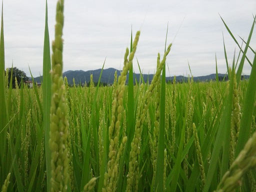 ���N���͎O���̓��I