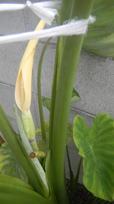 ���N���͎O���̓��I