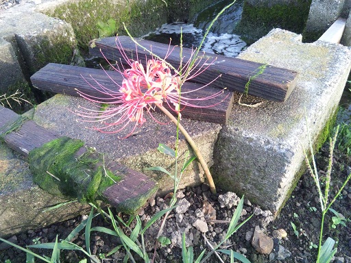 ���N���͎O���̓��I