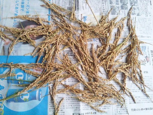 ���N���͎O���̓��I