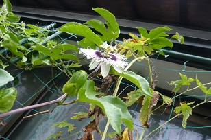 ���N���͎O���̓��I