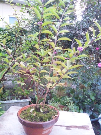 ���N���͎O���̓��I