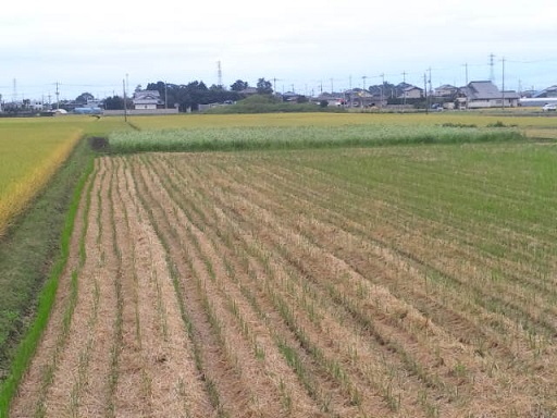 ���N���͎O���̓��I