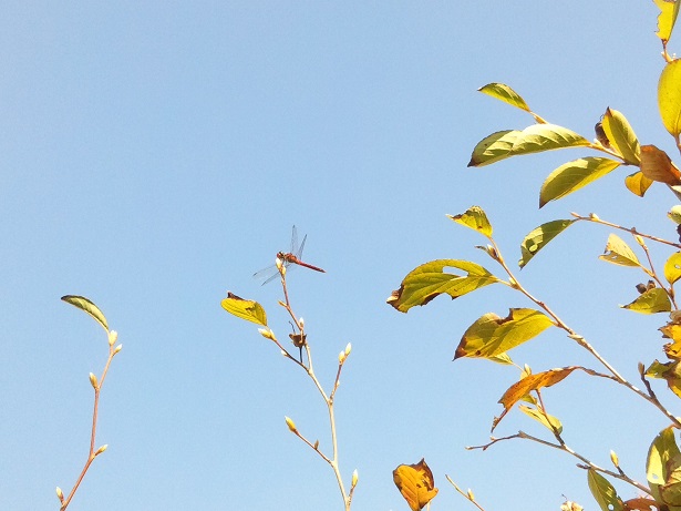 ���N���͎O���̓��I