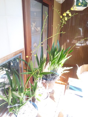 ���N���͎O���̓��I