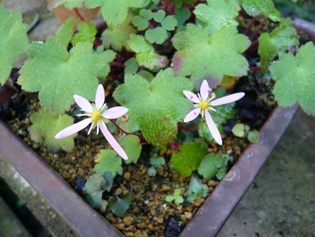 ���N���͎O���̓��I