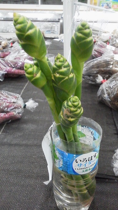 ���N���͎O���̓��I