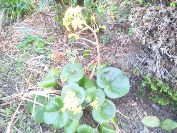 ���N���͎O���̓��I