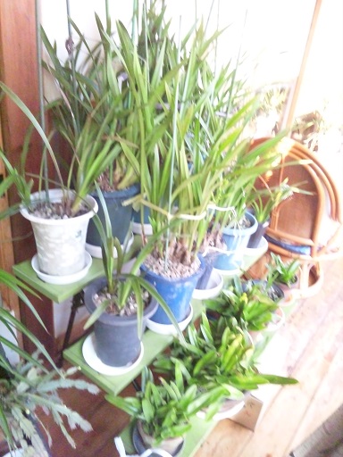 ���N���͎O���̓��I