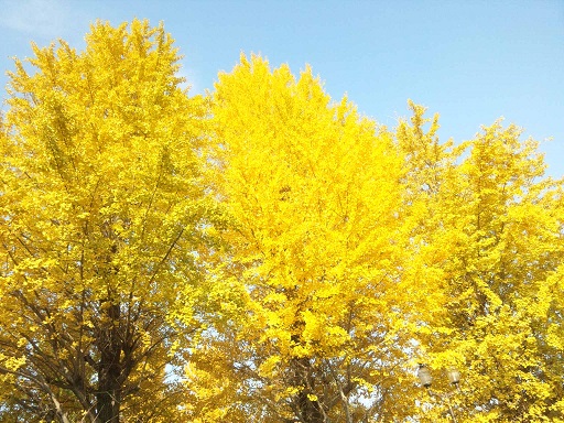 ���N���͎O���̓��I